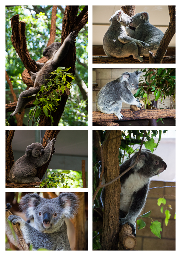 Koala Hugs