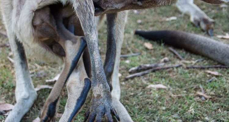 042 | Animals :: Brisbane, Australia, 2013