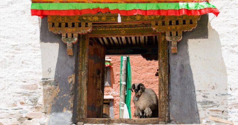 046 | Animals :: Everest Base Camp, 2014