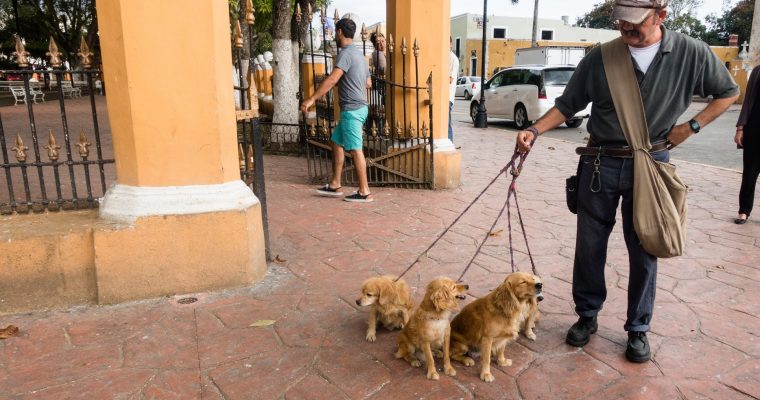 150 | Dogs :: Tulum, Mexico, 2015