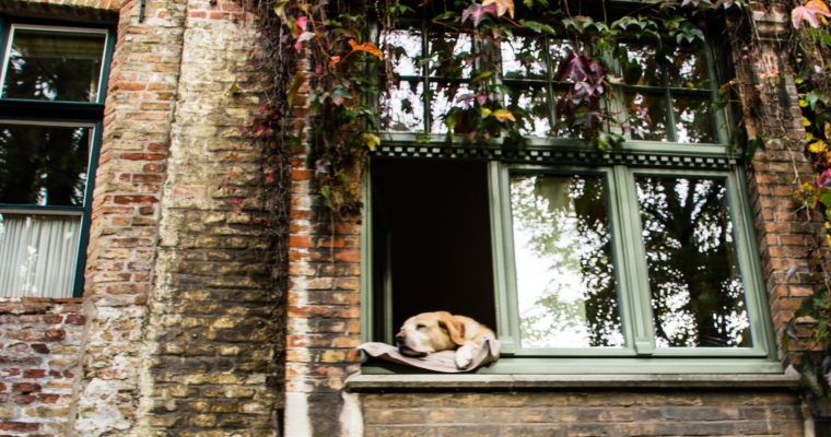 151 | Dogs :: Bruges, Belgium, 2014