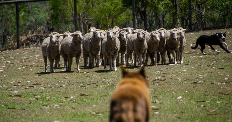 146 | Dogs :: Brisbane, Australia, 2012