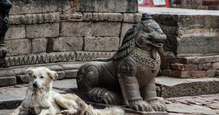 152 | Dogs :: Bhaktapur, Nepal, 2014