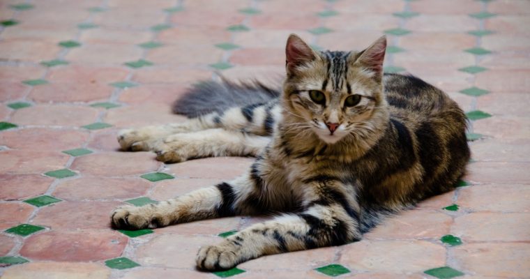 153 | Cats :: Marrakech, Morocco, 2017