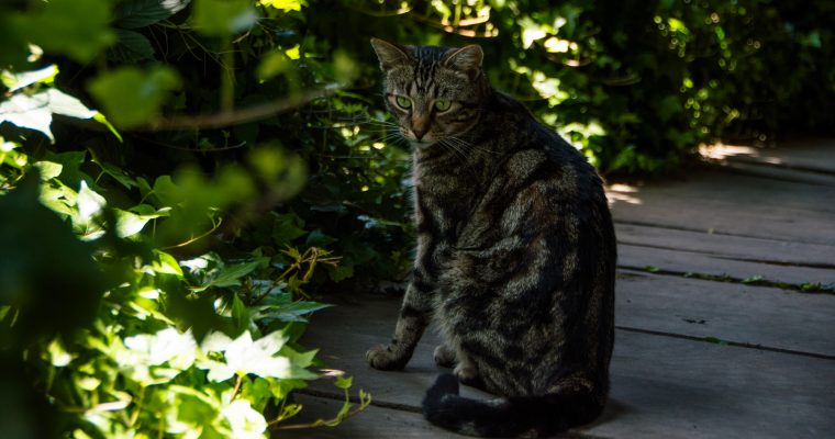 157 | Cats :: Waitomo, New Zealand, 2012