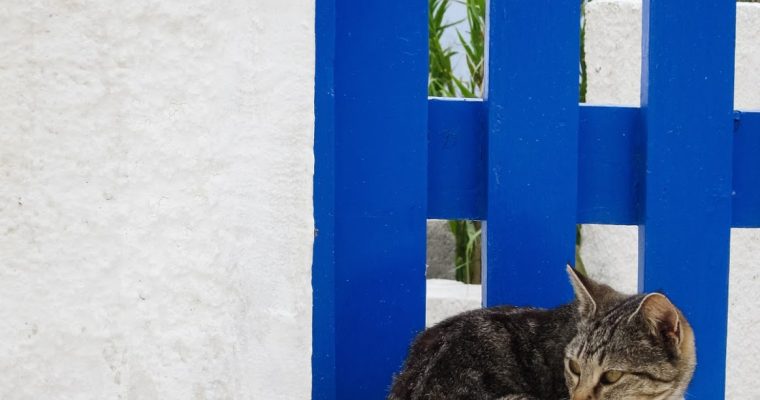 159 | Cats :: Santorini, Greece, 2013