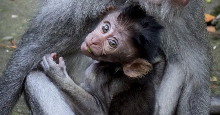 217 | Monkeys :: Bali, Indonesia, 2013