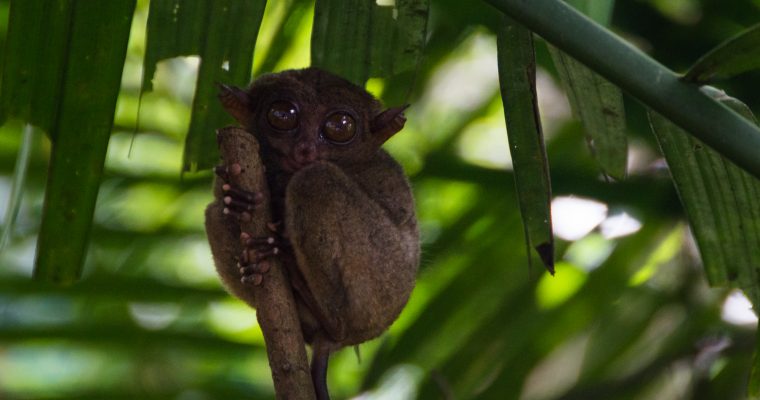 220 | Monkeys :: Bohol, Philippines, 2013