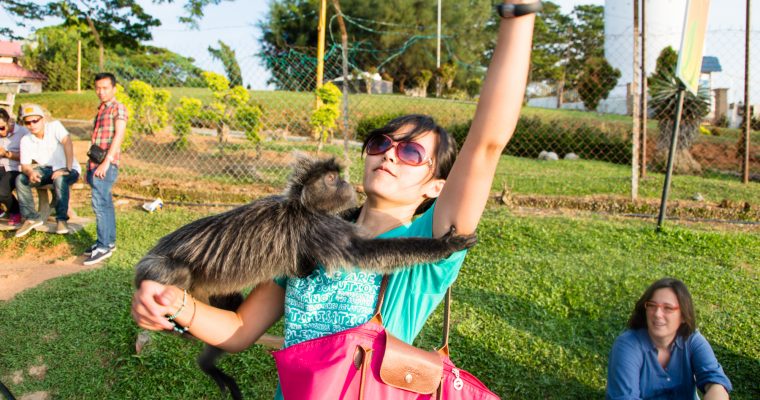 218 | Monkeys :: Kuala Lumpur, Malaysia, 2012