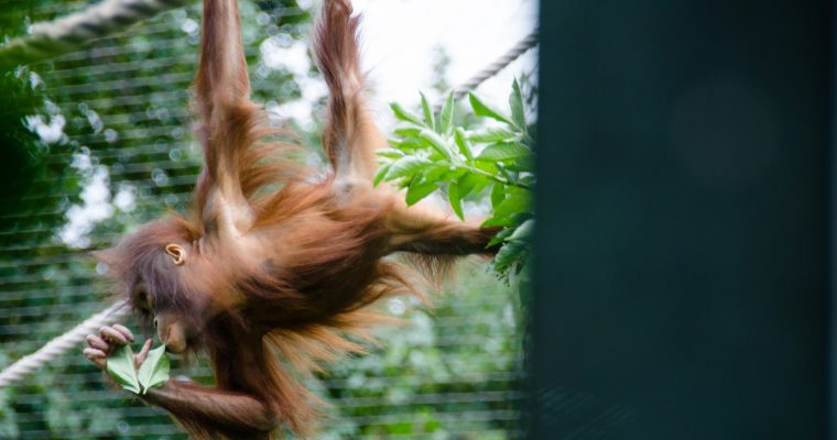 222 | Monkeys :: Cologne, Germany, 2016