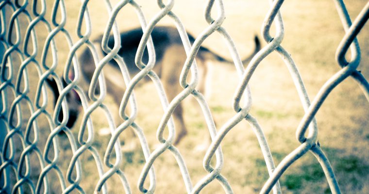 250 | Fences :: Dallas, USA, 2009