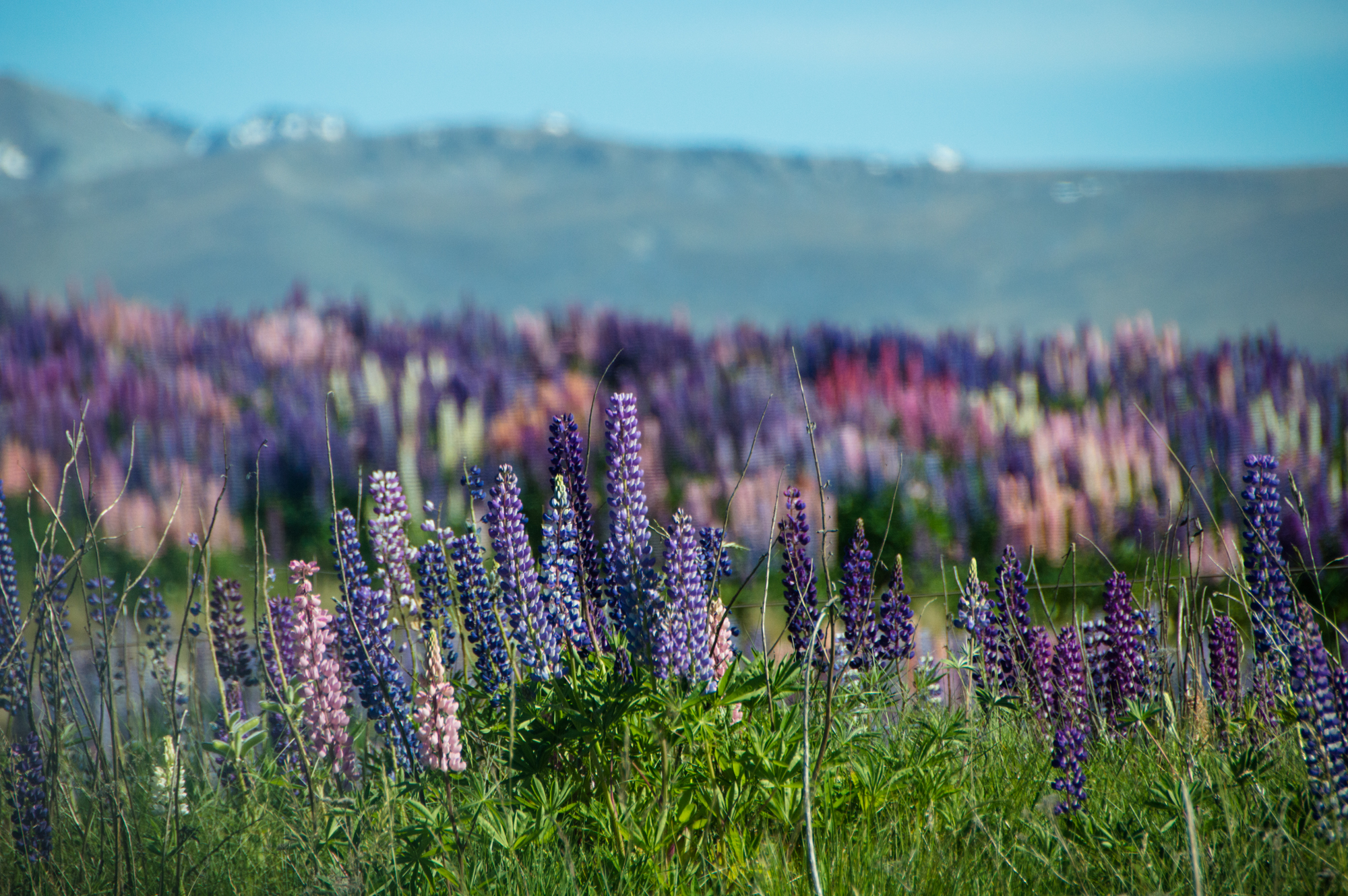 284 | Rainbow (Indigo) :: Queenstown, New Zealand, 2012