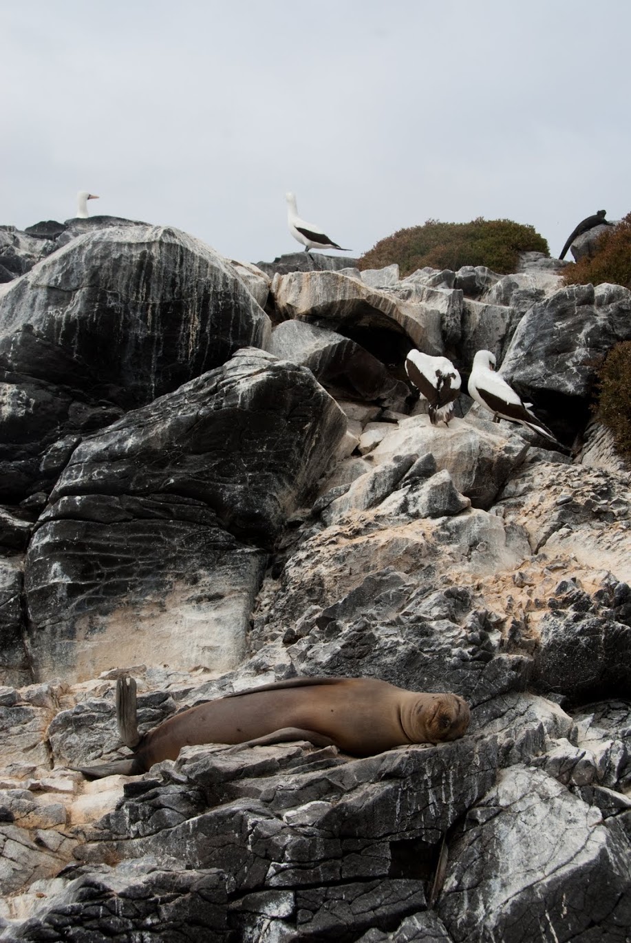 321 | Sleeping :: Galapagos Islands, Ecuador, 2012