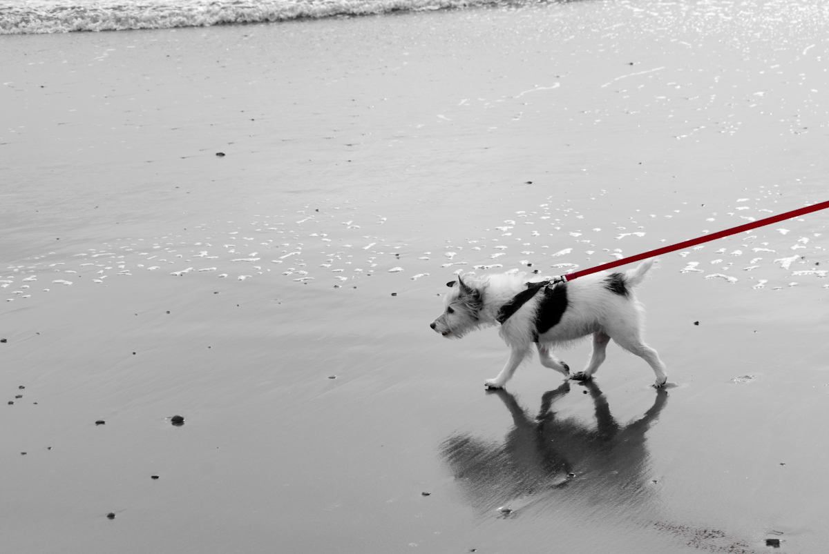 339 | On the Beach :: Baker Beach, USA, 2012