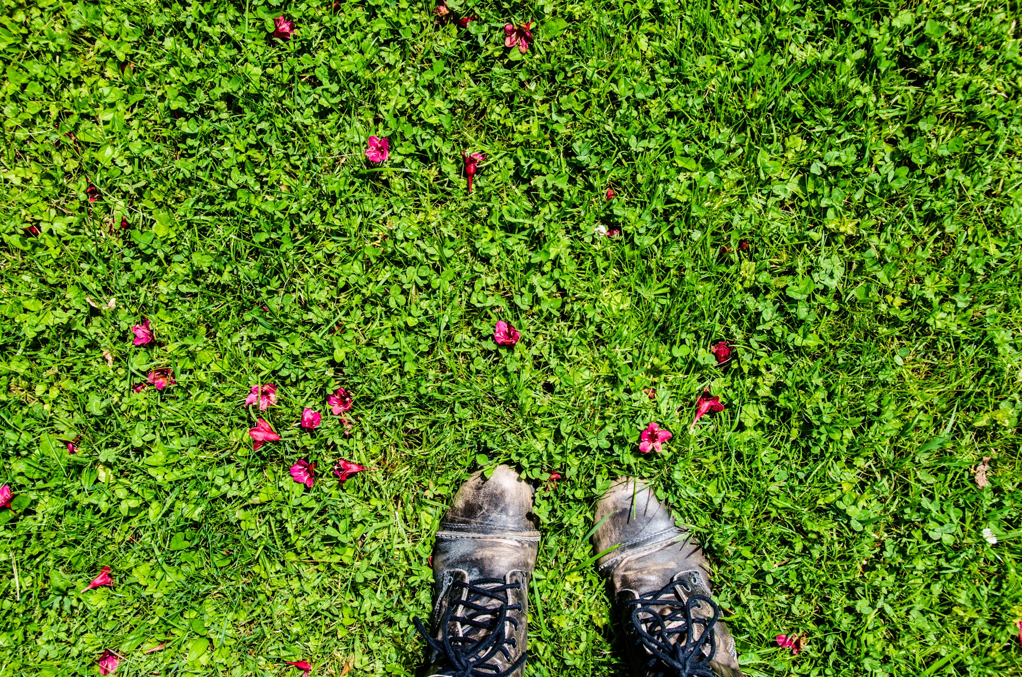 330 | Shoes :: Hallstatt, Austria, 2016